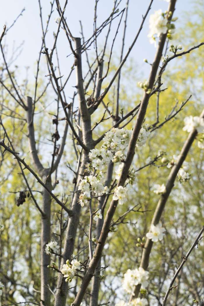 \'Hauszwetsche\' Prunus Perfect - domestica Garden