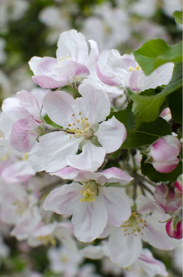 Malus Domestica ‘elstar Hoogeveen Plants