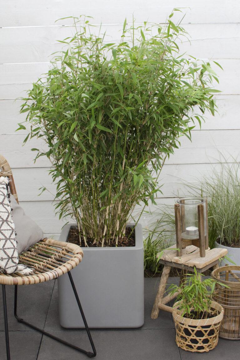 bezoeker gevolgtrekking Minnaar Niet-woekerende bamboe – Fargesia - Perfect Garden